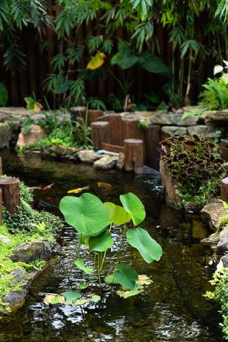 Many hydroponic plants grow abundantly in the pond.
